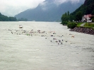 10. Internationales Wachauer Donauschwimmen 2004