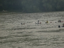 13. Internationales Wachauer Donauschwimmen 2010_29